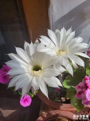 花朵