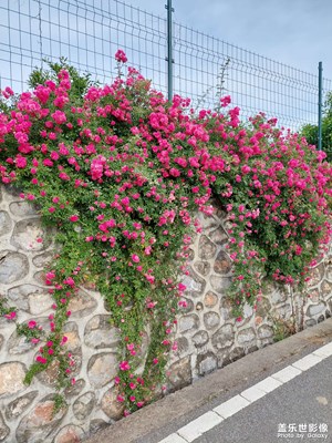 【乡城美景】花色如新