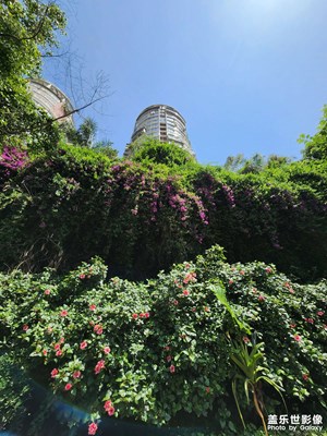 花团锦簇