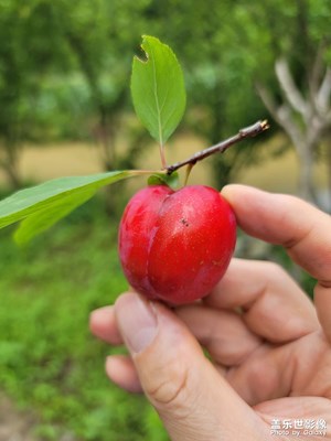 记美丽新农村摘果