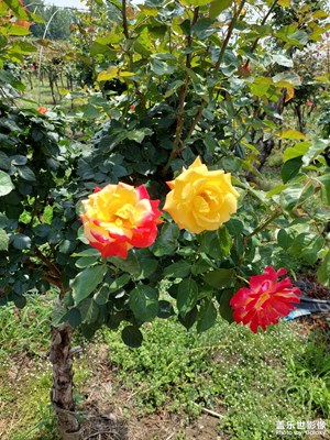 【城乡美景】花的记忆