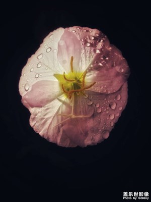 一朵粉花