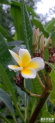 夏天的花，不知道拍的好不好？
