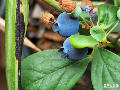 蓝莓熟了
