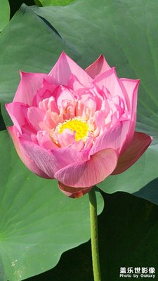 五月荷花