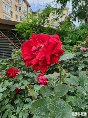 月季花开