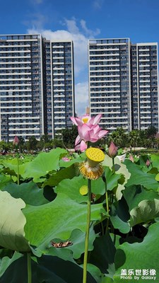 荷花园环绕