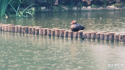 【把生活拍成电影】

竹林