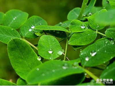 雨后花草树木