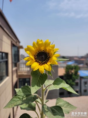 ＃独活＃向日葵