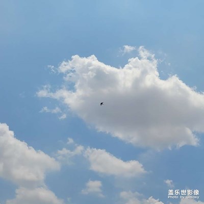 天高任鸟飞