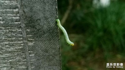 【我的夏天】+小青虫