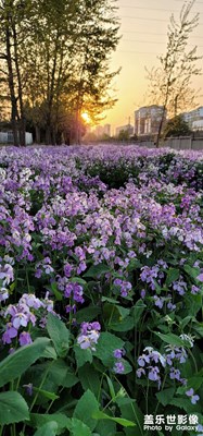 花