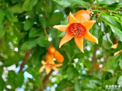 【多彩夏日】+石榴花开