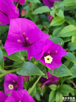 繁花似锦