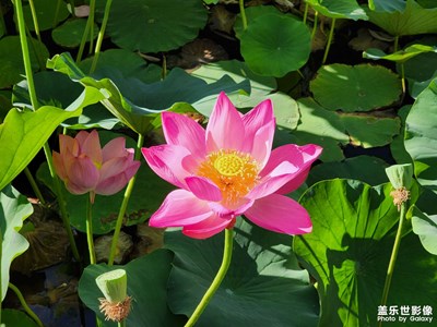 【我的夏天】+夏日荷花别样红