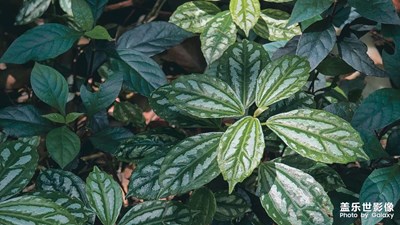 【我的夏天】觅一处绿茵