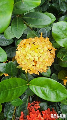 夏日花语