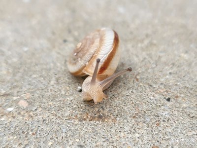 雨后小蜗牛