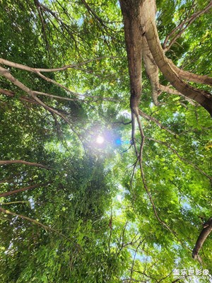 【我的夏天】夏