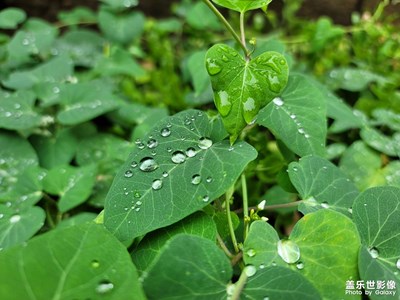 雨后