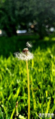 花花草草