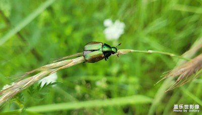 【盛夏的影像】+漂亮的甲虫