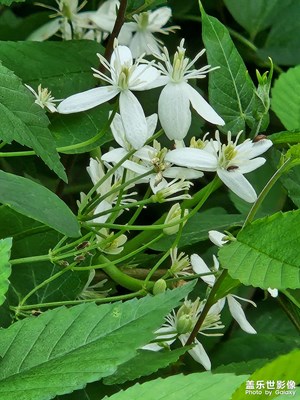 【我的夏天】路边的野花