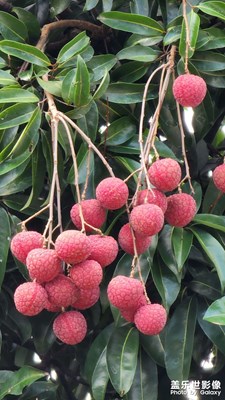 荔枝成熟的季节