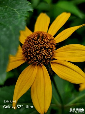 【我的夏天】那些花儿