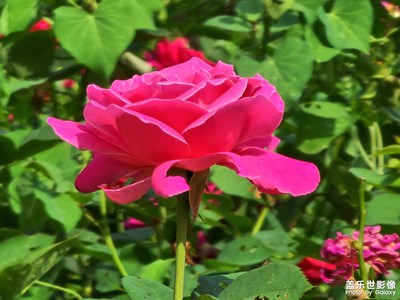 酷暑难当，鲜花绽放