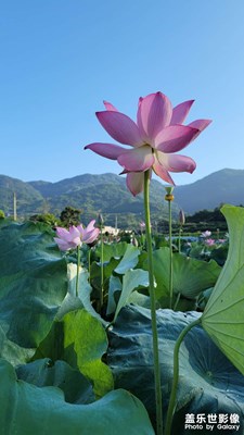 【盛夏的影像】绰约仙子迎风立