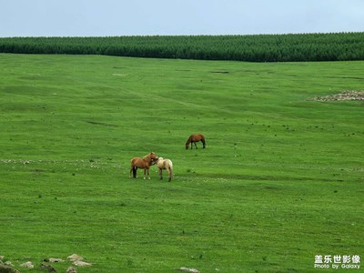 【城市漫游记】+高山牧场