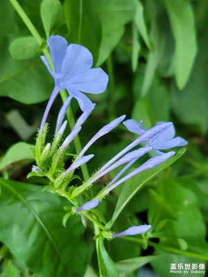 蓝雪花