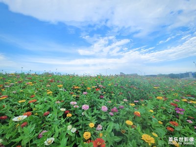 【城市漫游记】+花海