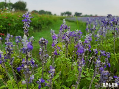 【夏日好时光】花海随拍