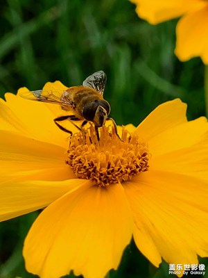 【半夏时光】+勤劳的小蜜蜂