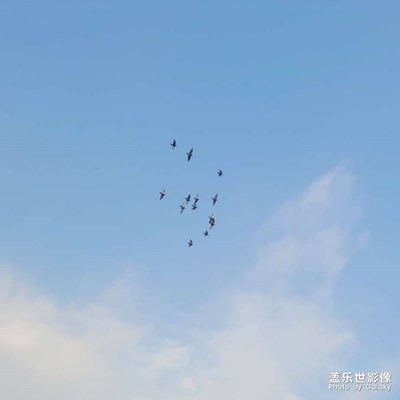 【半夏时光】天高任鸟飞