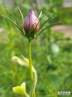 花季