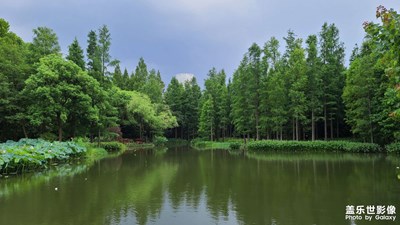 【带着手机去旅行】滨江森林公园
