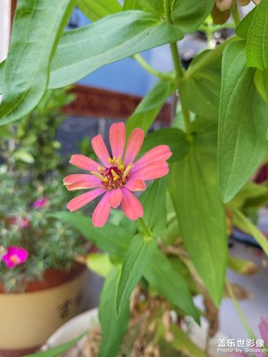 【随手拍】花花草草