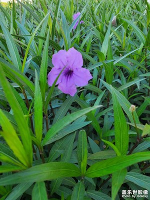 花开半夏