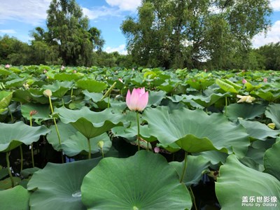 【带着手机去旅行】南沙湿地公园