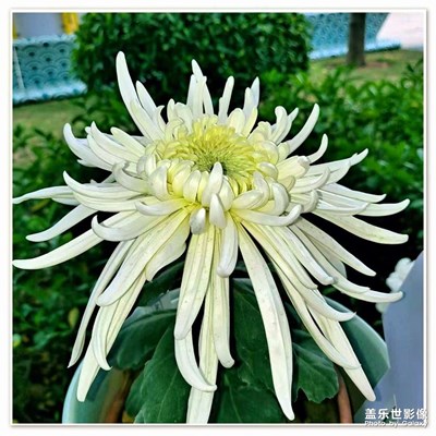 秋風的韻味秋風菊