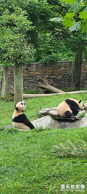【与美好相逢】国宝熊猫，憨态可掬！