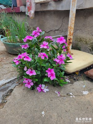 石缝中的花