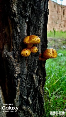 关于林子，关于蘑菇