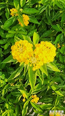 黄花马缨丹
