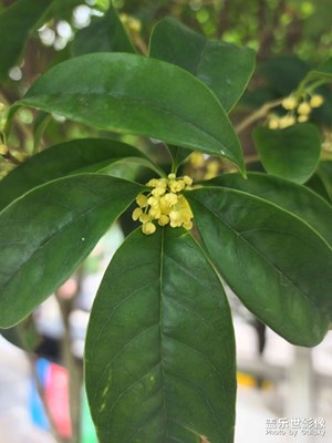 金桂飘香