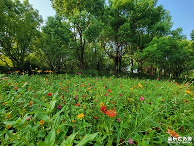 【秋日丽影】+花